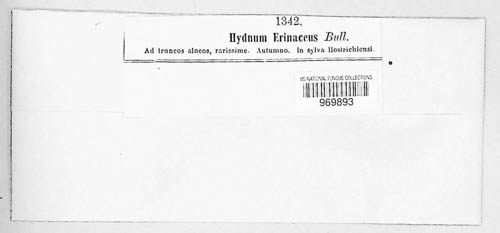 Hericium erinaceus image